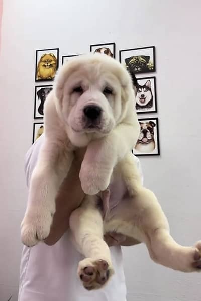 IMPORTED ALABAI PUPPIES XL SIZE AVAILABLE FOR SALE
