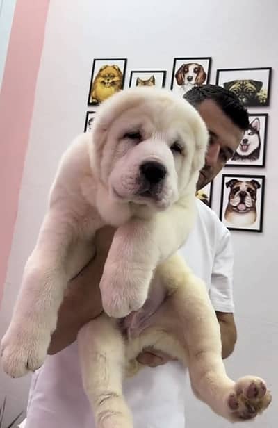 IMPORTED ALABAI PUPPIES XL SIZE AVAILABLE FOR SALE