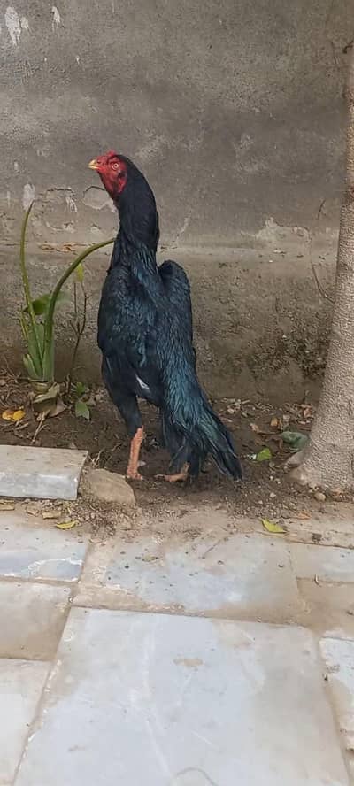 mushka jat heera milky