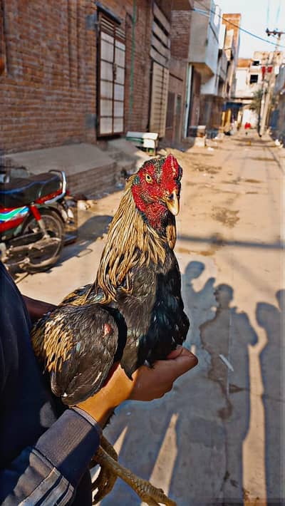 Pure mianali aseel jawa