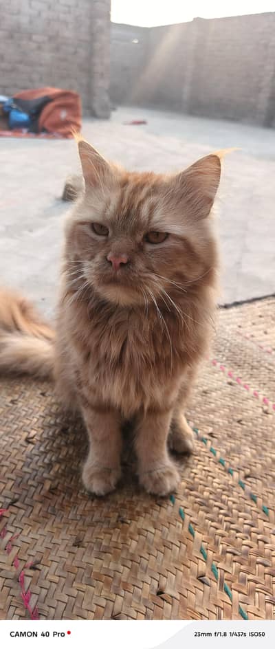 Persian cat ha
