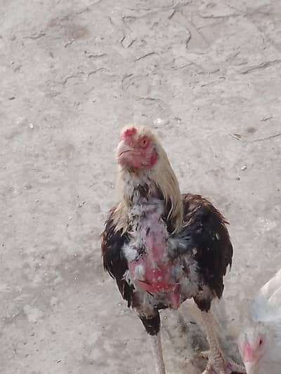 Aseel murga sale giift