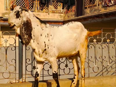 beetal || makhi cheena || bakry || breeder goats || Pure Gulabi Mundra