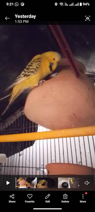 undersized Lamon T. C. B 2 pair