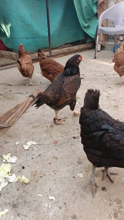 pure Desi hens for sale