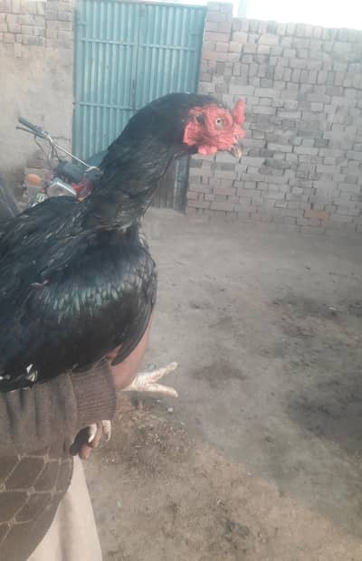 aseel murgi for sell