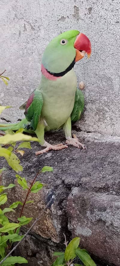 Raw Talking+Tamed parrot