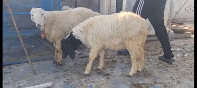 2 adad makhi Cheney 3 adad chatry healthy active