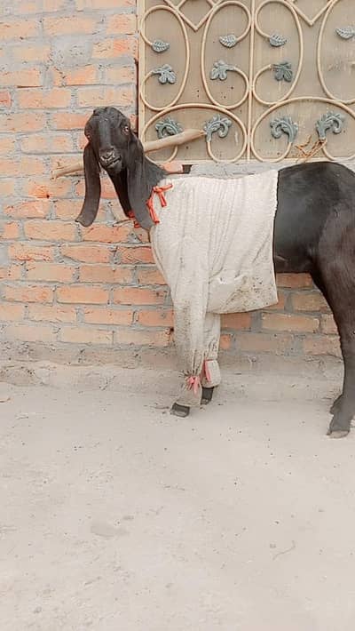 ambarsariya 03096460162