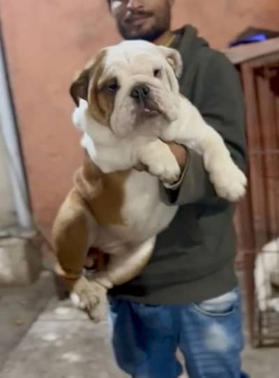 IMPORTED ENGLISH BULLDOG PUPPIES - Top Quality Available
