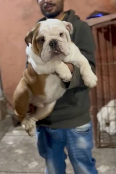 IMPORTED ENGLISH BULLDOG PUPPIES - Top Quality Available
