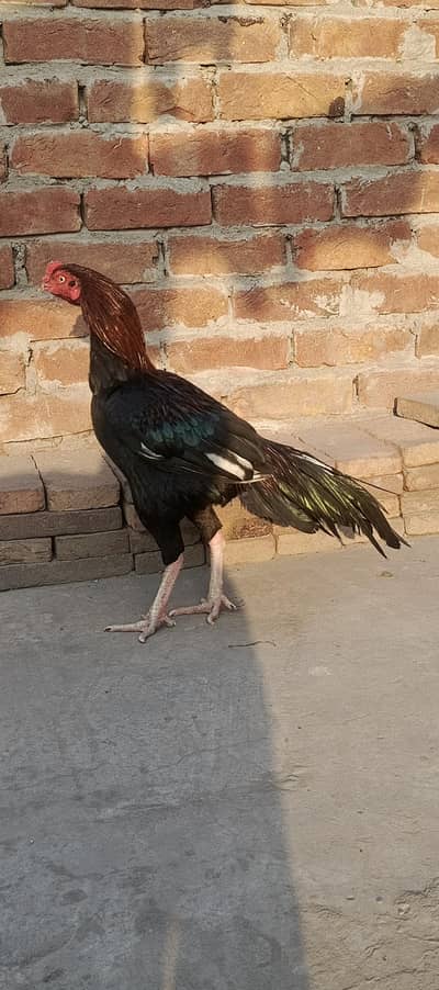 Assel murga Read description