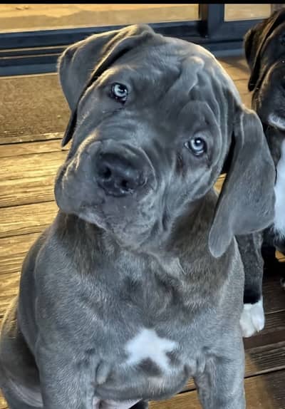 IMPORTED CANE CORSO PUPPIES AVAILABLE PAKISTAN