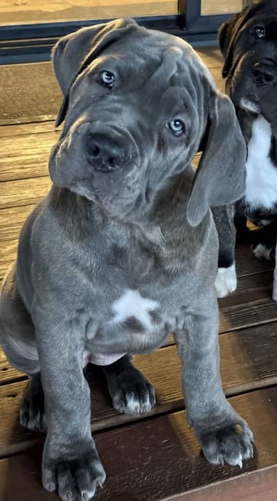 IMPORTED CANE CORSO PUPPIES AVAILABLE PAKISTAN