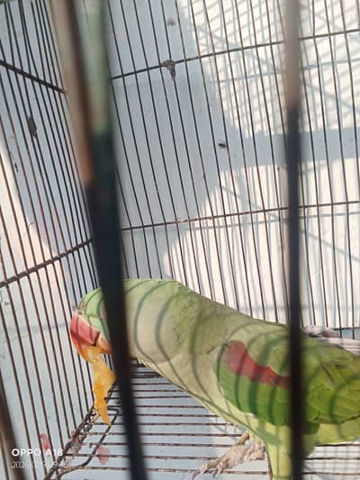phari Kashmiri raw female parrot 