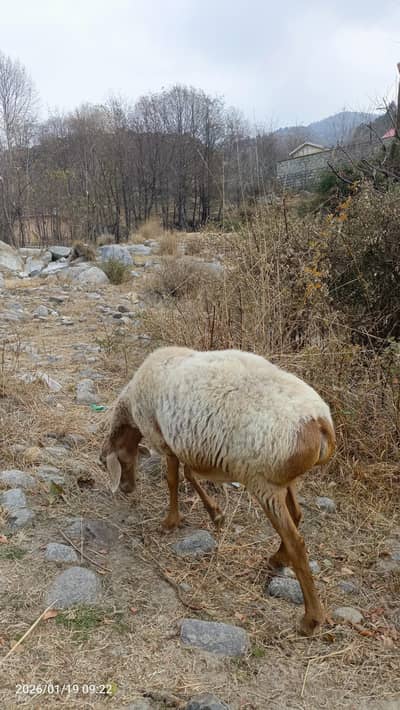 Turkey Sheep Gaban