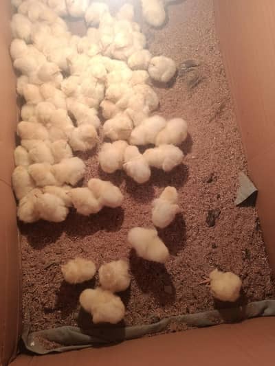 boiler chicks for sale