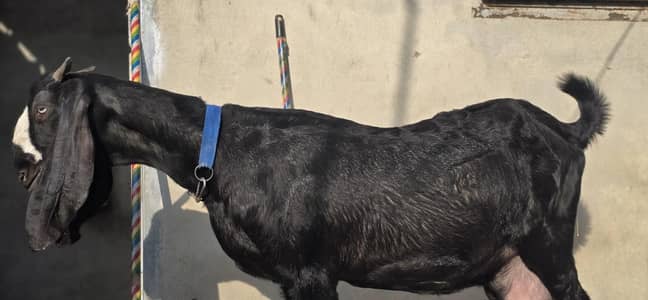 Sahiwali Betal Bakri