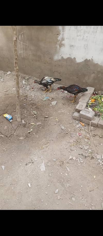 aseel patha 2 price 4000 final 3600 contact#03497337794