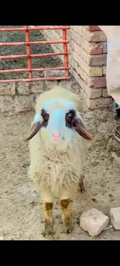 Male sheep seengh wala