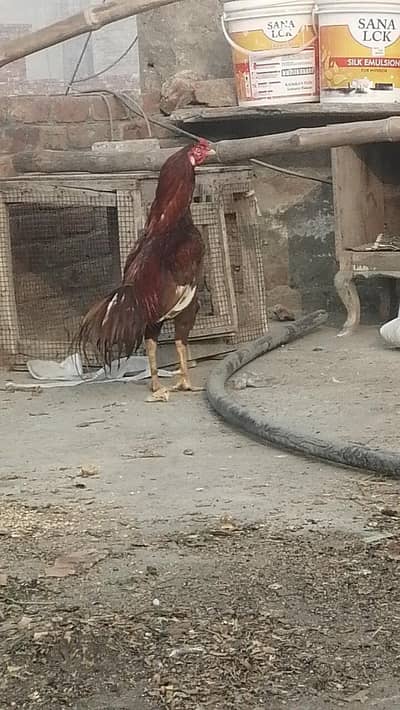 high quality aseel Murga and murgiyanAseel hens top qualitymalefemales