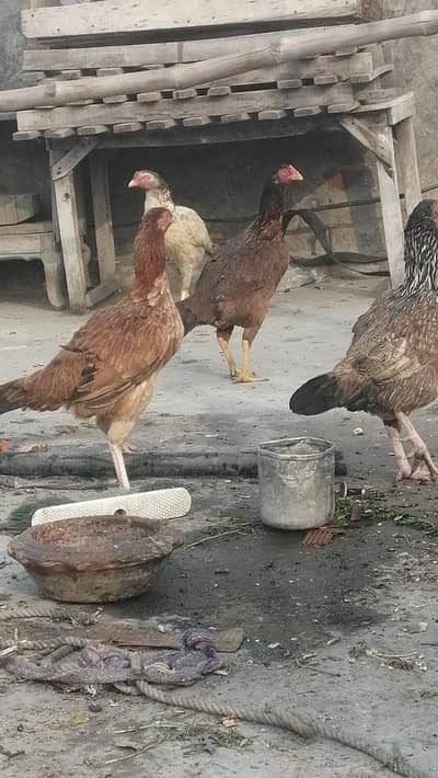 high quality aseel mugri and murgiyanAseel hens Thai mainwli pakistani