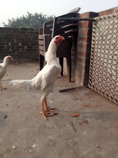 2 meal 1femeal top quality