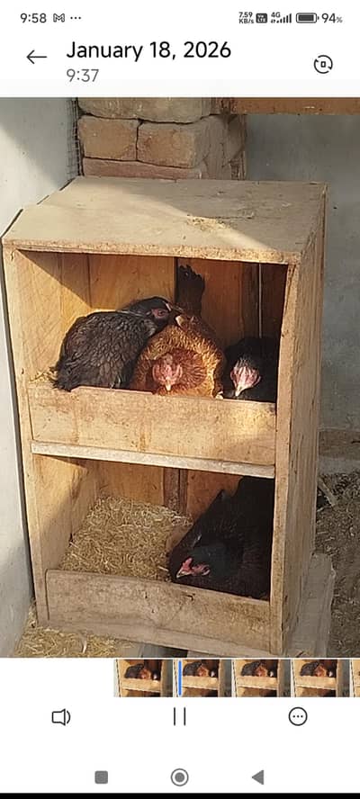 Kuruk Hens