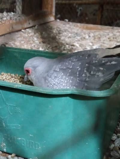 DIAMOND DOVE BREEDER PAIRS