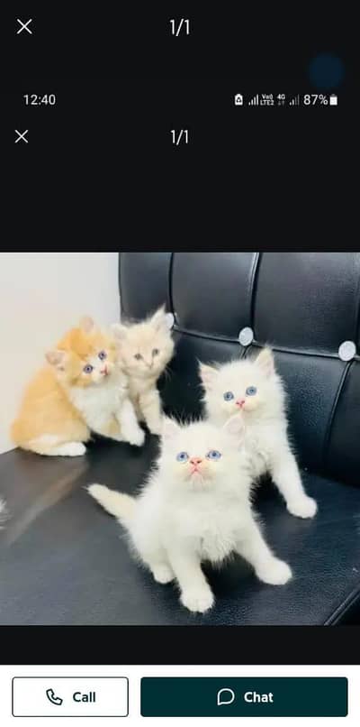 Persian cat kitten for sale my WhatsApp 03126762031