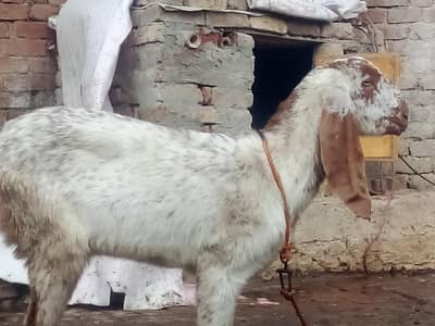 makkhi chini and desi goat