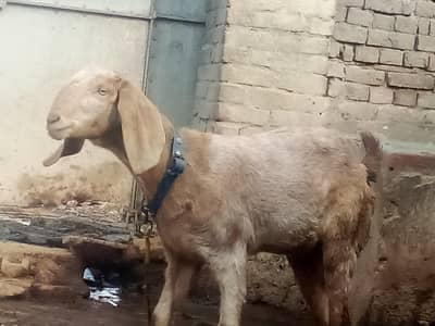 Goat for sale