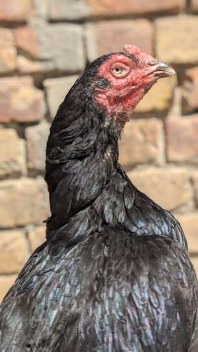 Aseel Lasani Sale And Exchange