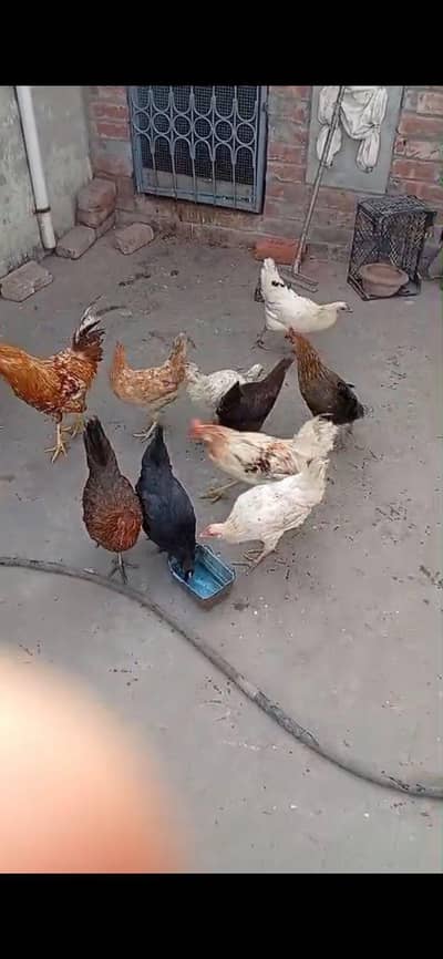 Desi Misri for sale or Exchange