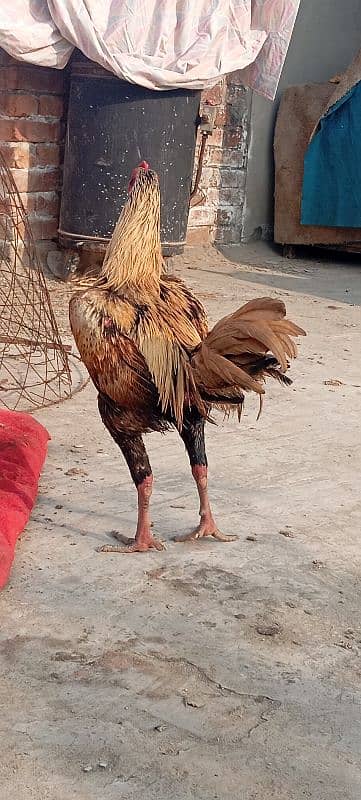 burmi front footer garranted