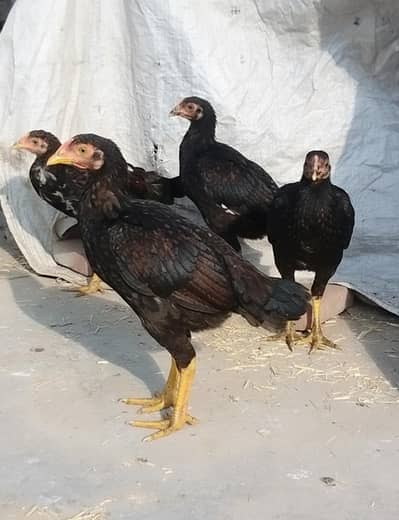 High-Quality Mianwali – 4 Months Old