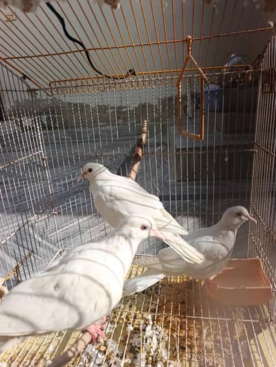 Red Eye White Doves For Sale