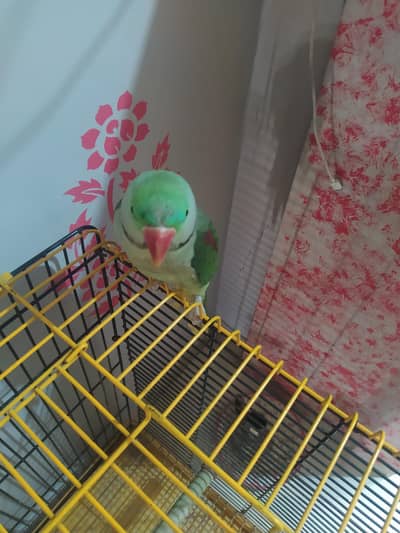 kashmiri raw learning age