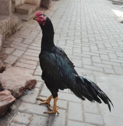 aseel muska kis bahi do Chaya rabta kary