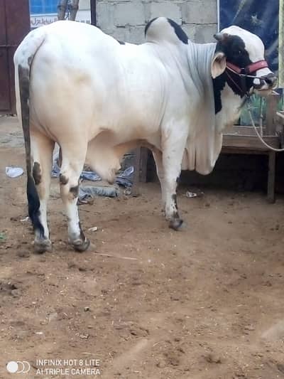 cow for sale qurbani 2026