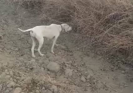 Gun Jaal Trained Pointer Female For Sale