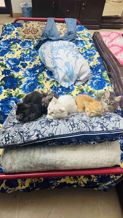 Persian cats for sale