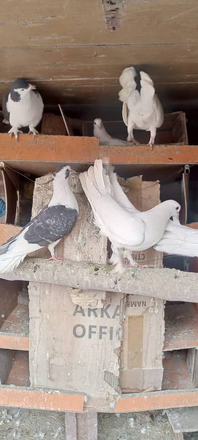 شیرازی کبوتر