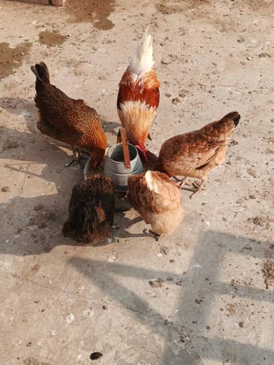 Desi hens ando k liye hain.