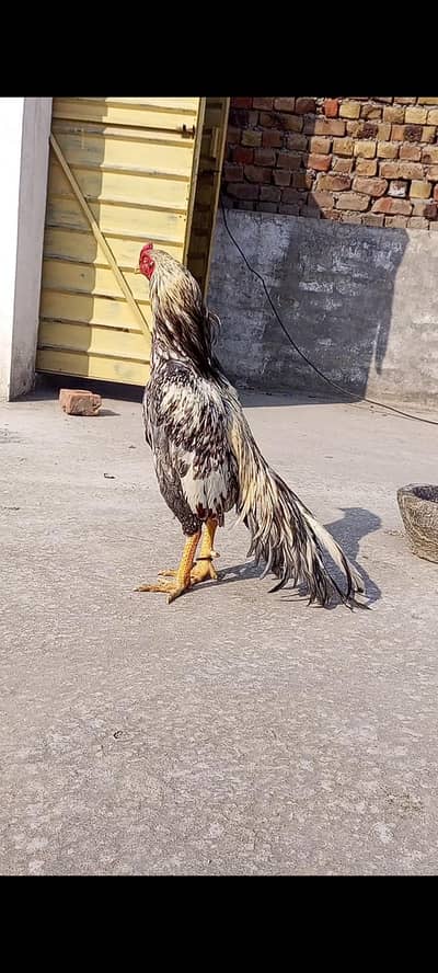 Outclass high  Quality Shajra Patha for Sale