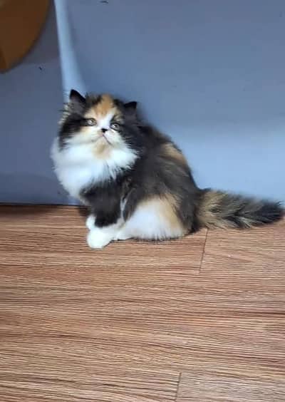 Persian cat kitten for sale my WhatsApp 03472175246
