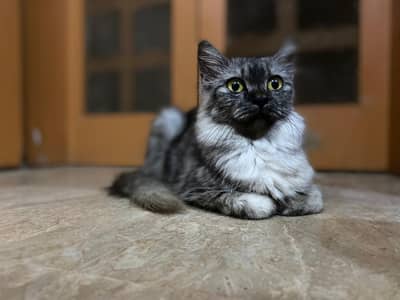 Persian Female cat