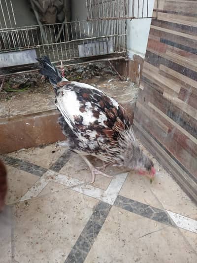 03 Murgi or Murga For Sale