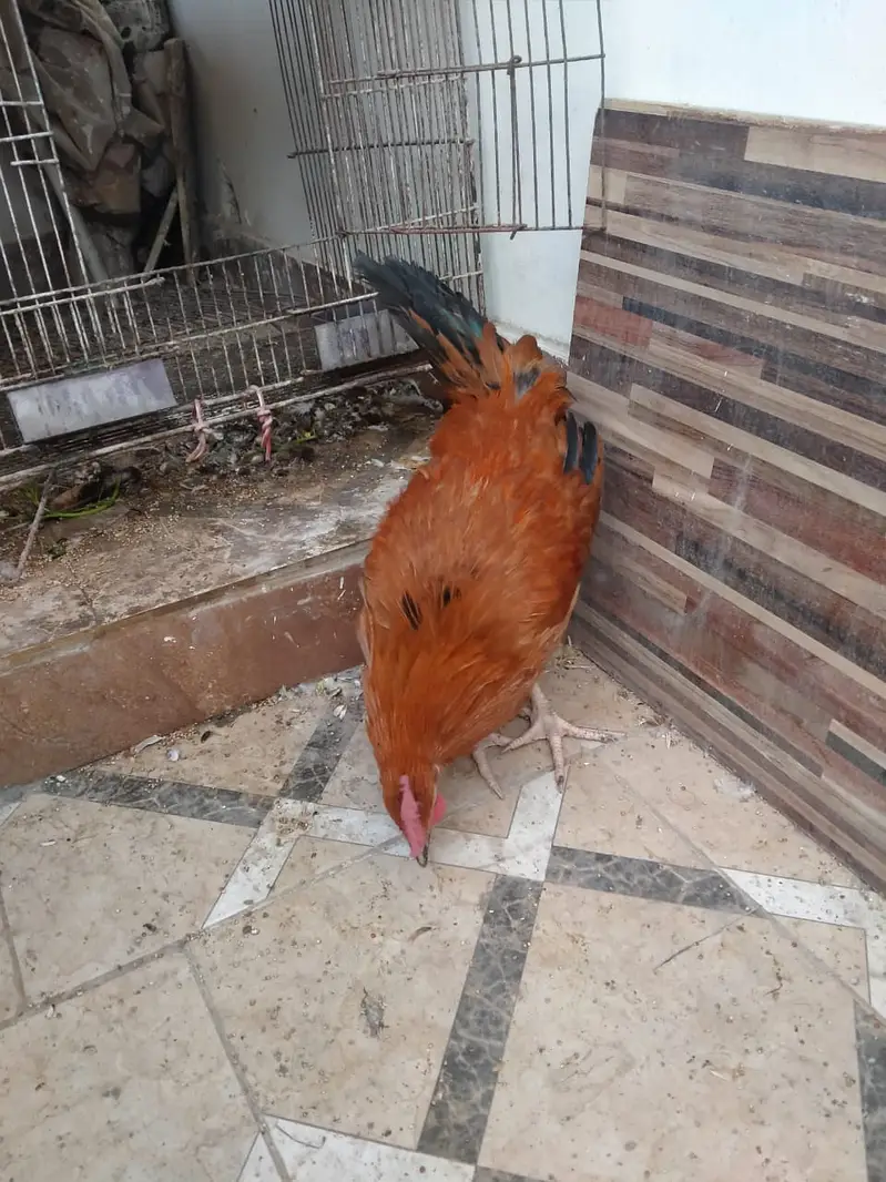 01 Murga or 2 Murgi Hai For Sale — photo 2