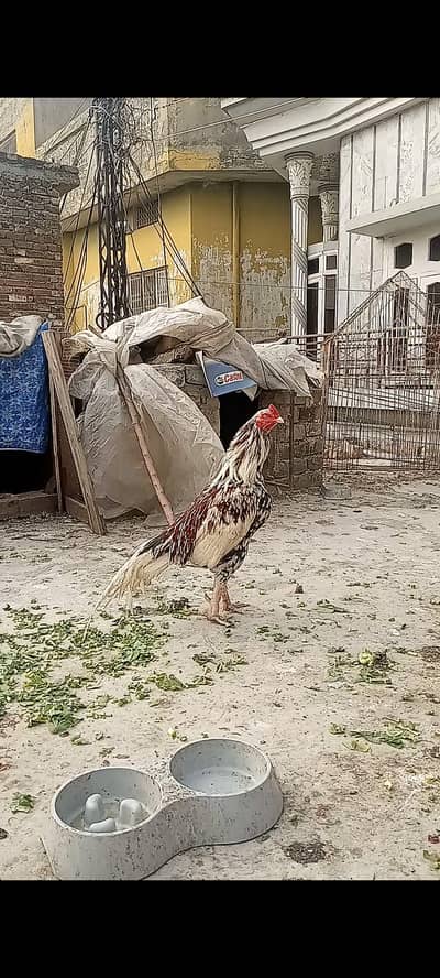 cheena murgha , 03125544226 price final hai